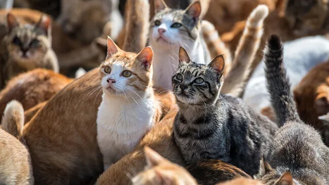 Bu adada insanlardan daha çox vəhşi pişik var