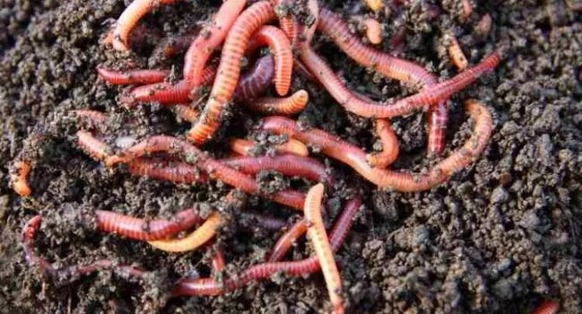 Bağında qurd axtarırdı, xəzinə tapdı - Fotolar