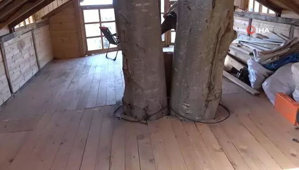 Təqaüdçü ağacın gövdəsində tikdiyi ikimərtəbəli evlə mühəndisləri heyrətə gətirdi - FOTO/VİDEO