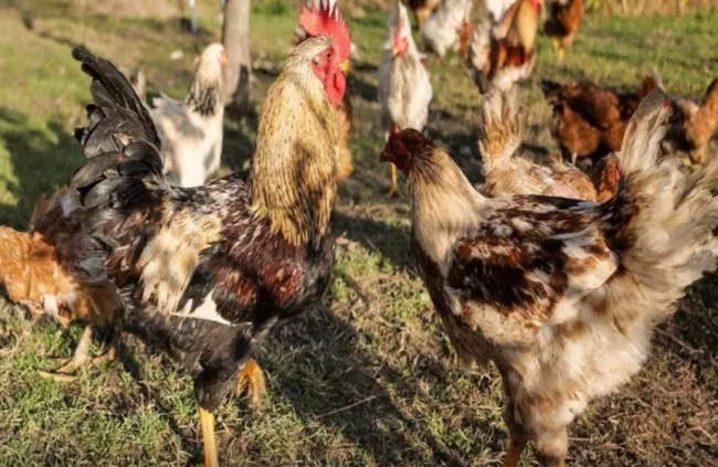Toyuqlar payızda az yumurtlayır: məhsuldarlığı artırmaq üçün nə yedirtmək lazımdır?
