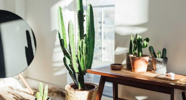 Bu bitki evə şanssızlıq və bədbəxtlik gətirir