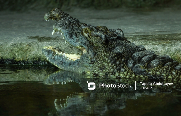 İndoneziyada timsah kişini ailəsinin gözləri qarşısında parçaladı