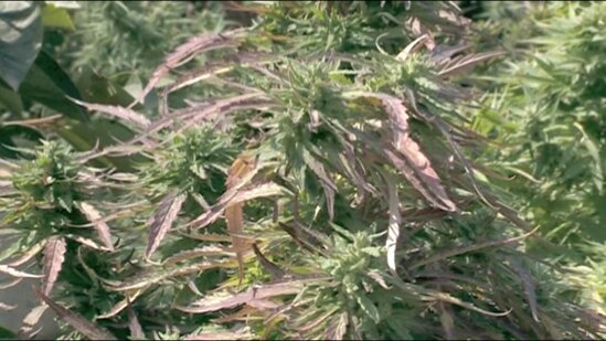 Həyətində narkotik yetişdirən şəxs saxlanıldı - FOTO