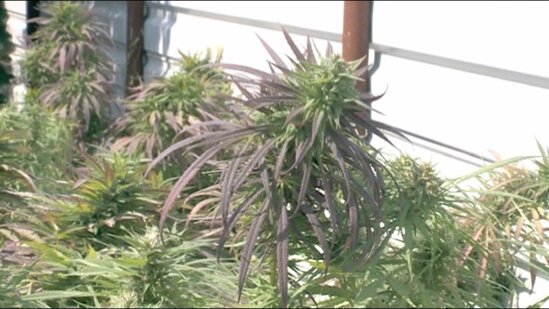 Həyətində narkotik yetişdirən şəxs saxlanıldı - FOTO