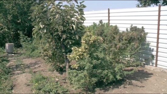 Həyətində narkotik yetişdirən şəxs saxlanıldı - FOTO