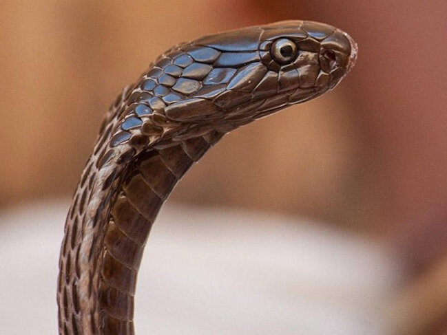 İlan zəhərinin öldürə bilmədiyi yegane heyvanla bağlı maraqlı faktlar