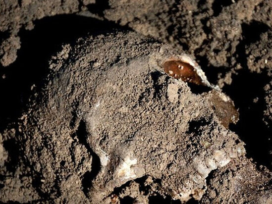 Yeni insan növü tapıldı: "Homo bodoensis"