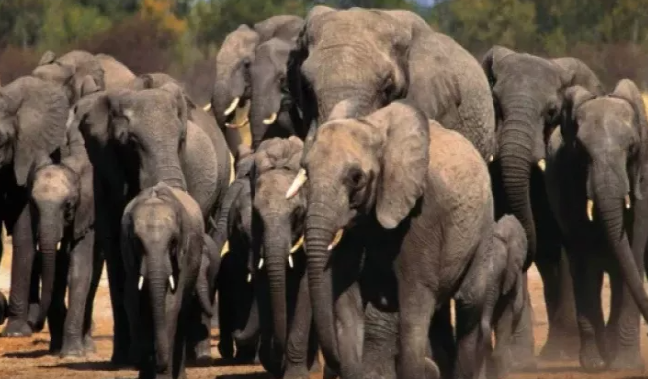 Ölümcül ov: Milyonçunu fillər tapdalayıb öldürdü