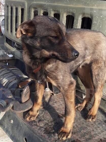 İt meşədə azan uşağı bədəni ilə isidərək donmaqdan xilas etdi - FOTO/VİDEO