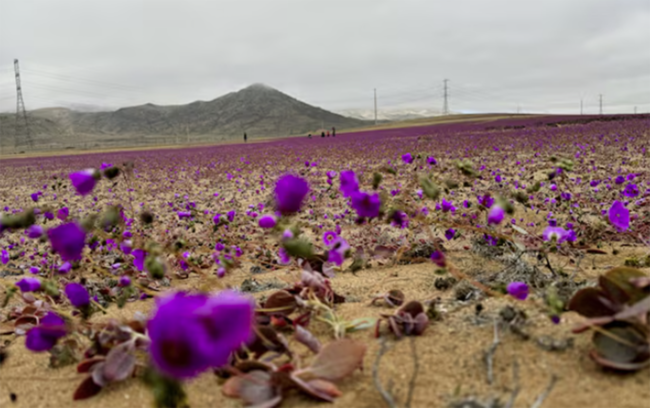 Dünyanın ən quraq səhrası çiçəkləndi... - Video