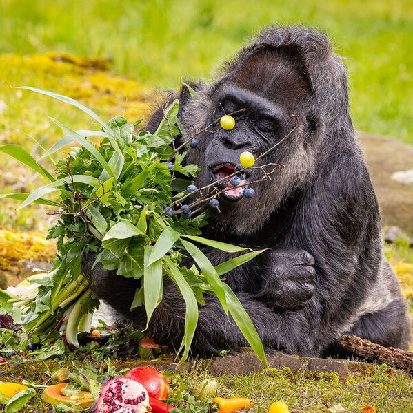 Berlin zooparkında dünyanın ən yaşlı qorillasının 66 yaşı tamam oldu - FOTO