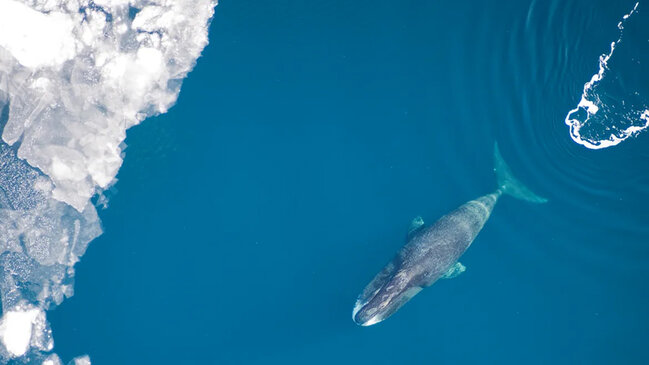 Bu nəhənglər 200 ilə qədər yaşayır - Arktikanın uzunömürlü məməliləri