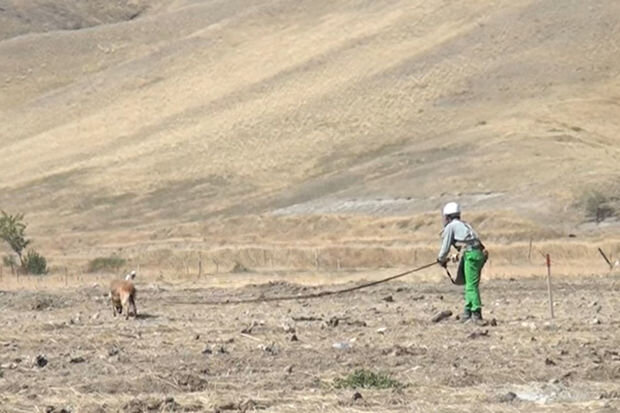 ANAMA əməkdaşı: "Dina ləqəbli it ölümü ilə insan həyatını xilas edib" – VİDEO