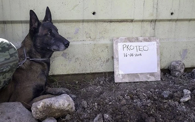 Türkiyədə ölən xilasedici it üçün heykəl ucaldılacaq