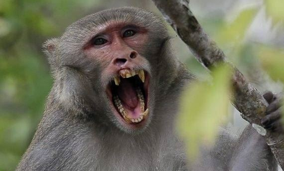 Qatil meymunlar: Əkiz körpələri qaçırdıb öldürdülər, bir nəfərin başına kərpic atdılar - FOTO