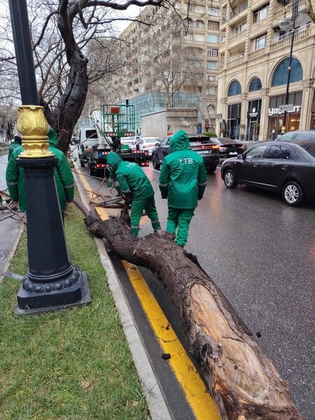 Bakıdakı güclü küləkdə 37 ağac qırıldı - Fotolar - Yenilənib