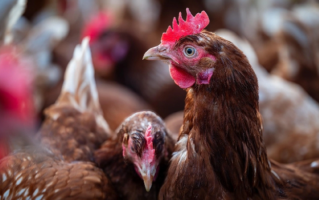 Almaniyada quş qripinin daha yoluxucu növü yayılıb