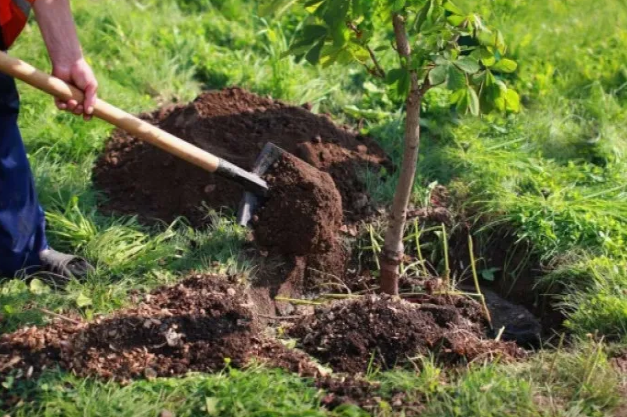 Məscidin həyətində ağac əkmək istədilər, körpə meyiti tapıldı
