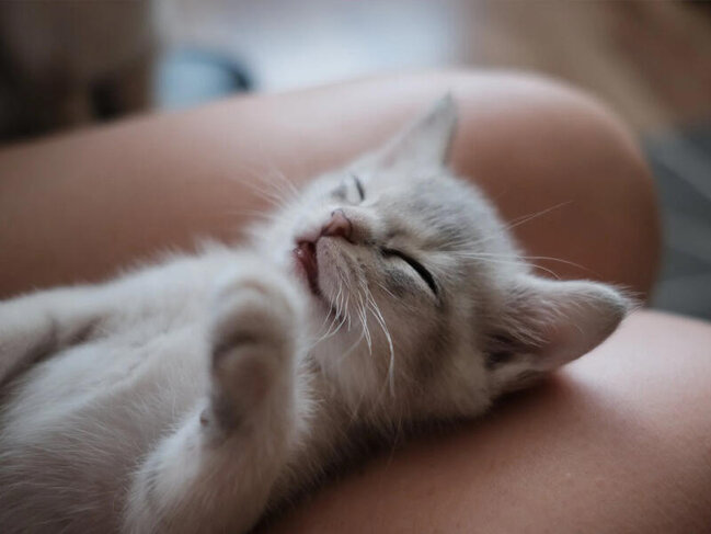 Buna görə pişiklər sahiblərinin üzərində yatırlar