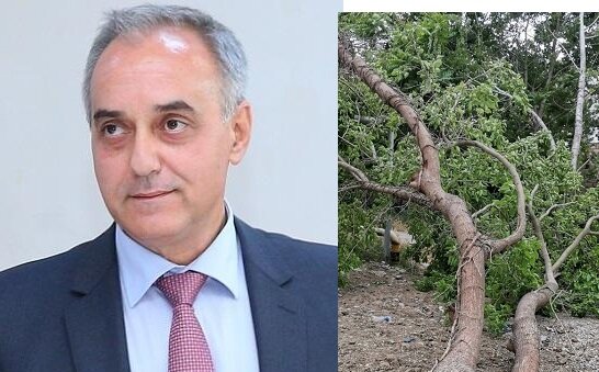 Biləcəridə yaşıl ağaclar çıxarılıb, səkidə obyekt tikiləcək?-Videofakt