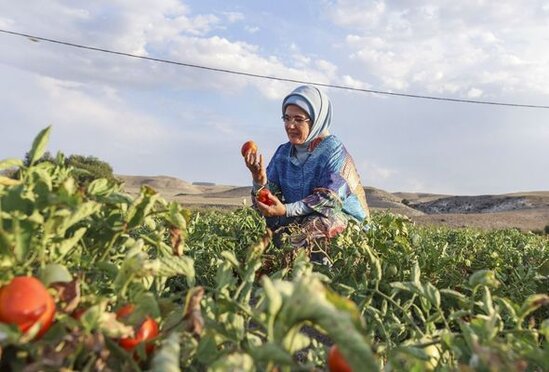 Əminə Ərdoğan pomidor yığımında iştirak etdi - FOTO