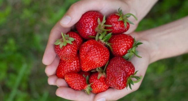 Çiyələyin min dərdə dərman xeyri