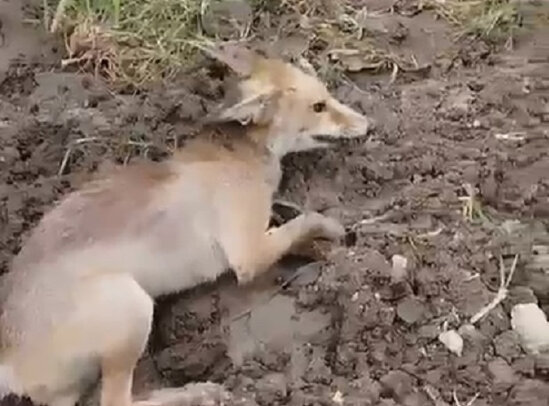 Heyvana belə işgəncə verən şəxslər CƏZALANDIRILDI:DƏHŞƏTLİ KADRLAR - VİDEO