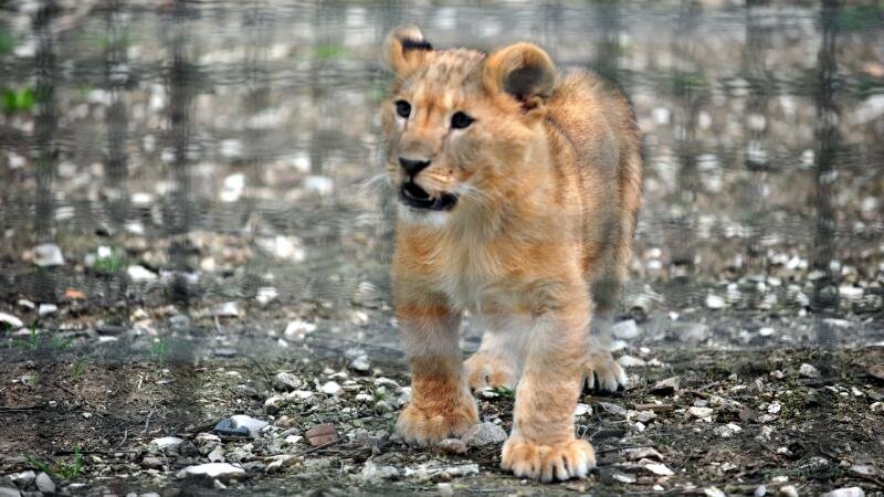 Yaponiyada Safari Parkında aslan işçiyə hücum etdi