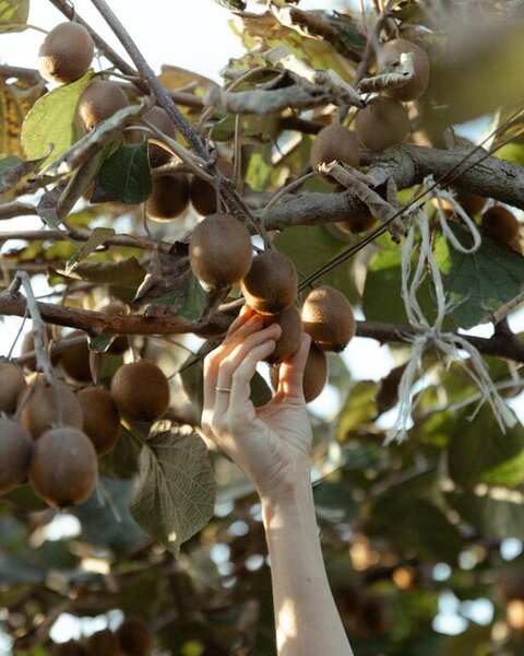 Prezident ailəsi Lənkəranda fermer təsərrüfatı ilə tanış oldu - Fotolar