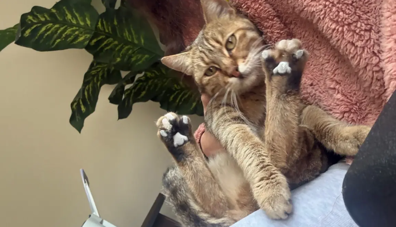 Yük maşını ilə pişiyi vuraraq ağır yaralayan sürücü saxlanılıb - VİDEO