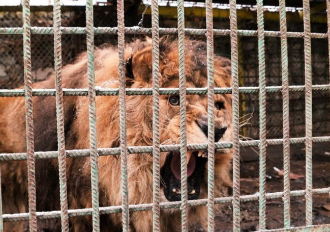 Sərxoş kişi qəfəsdən şirləri buraxdı: Başına görün nə gəldi