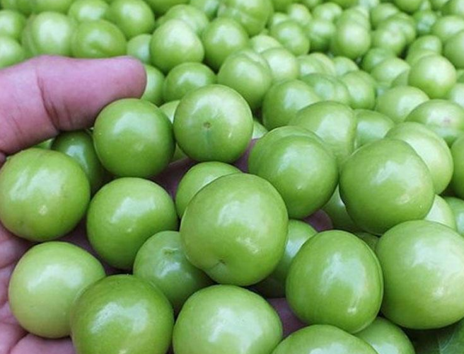 Tək-tək satılan alçanın qiyməti görənləri şoka saldı - FOTO