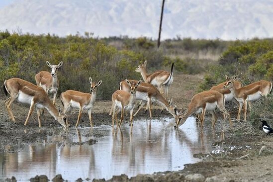 Vətəndaşların NƏZƏRİNƏ: Bazar günü təbiət qoynunda pulsuz istirahət etmək imkanı var - FOTO