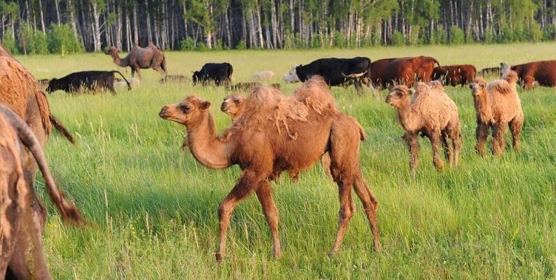 Sibirdə dəvə saxlayan azərbaycanlı - MARAQLI