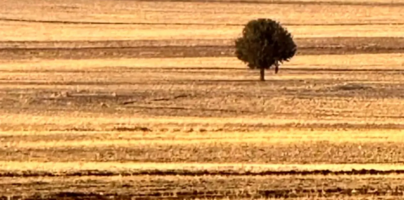 Boş ərazidə dəhşətli mənzərə: Ağaca asılı vəziyyətdə meyit tapıldı