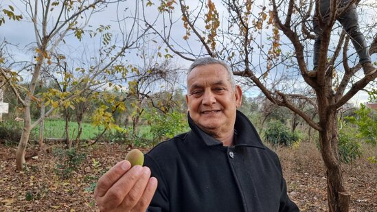 Ərik ağacı qışın ortasında meyvə verdi - FOTO