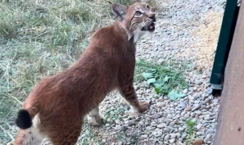 Sərhəd Keçid Məntəqəsində 2 vaşaq və 2 serval pişiyi ələ keçirilib