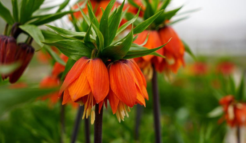 Bu laləni dərən vətəndaşlar 700 min cərimələnəcək - VİDEO