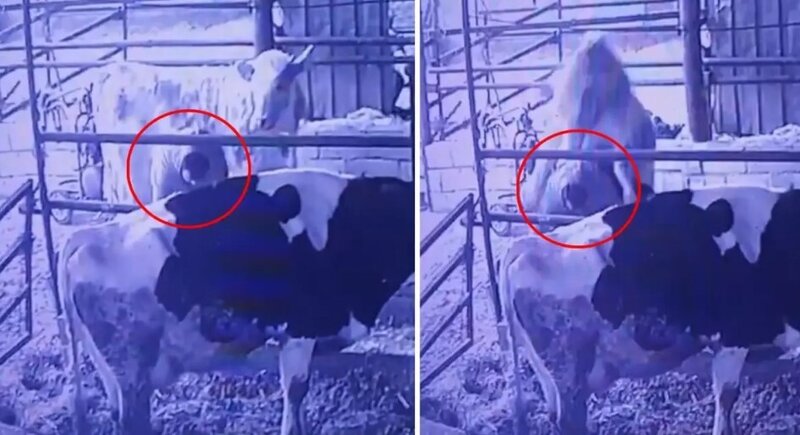 Buğanı bəsləmək istəyən gənc təhlükəli vəziyyətlə üz-üzə qaldı - VİDEO