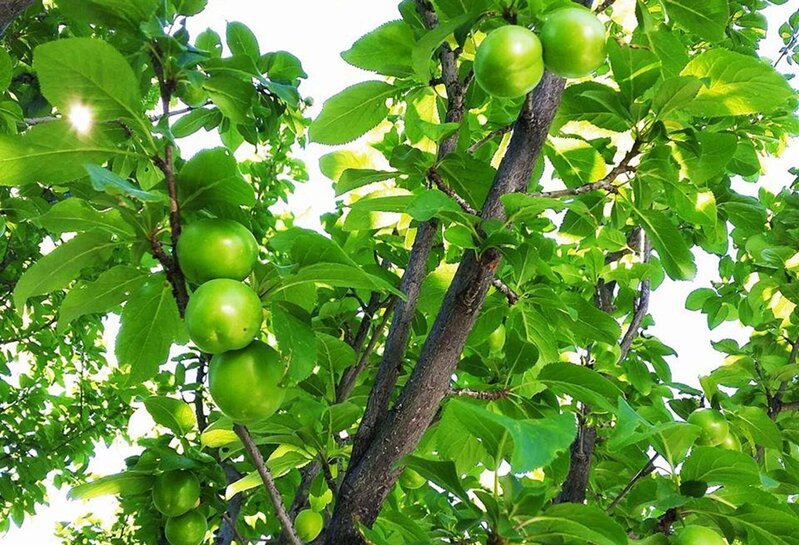 50 yaşlı kişi alçaya görə öldü