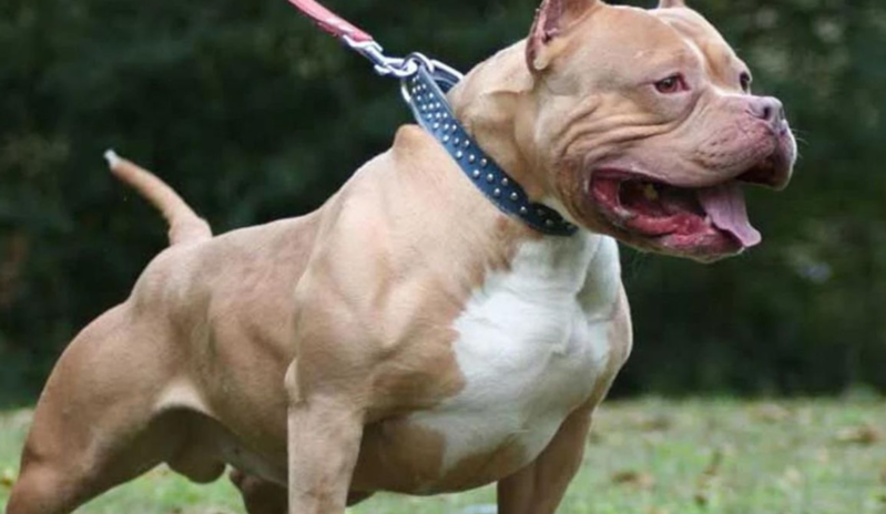 Pitbullun hücumuna məruz qalan 4 yaşlı qız həyatını itirib