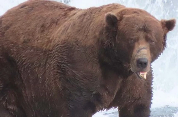 Alyaskada qəribə səsvermə: Ən kök ayı seçildi