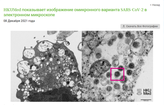 "Omicron" bu heyvana bənzəyir - FOTO