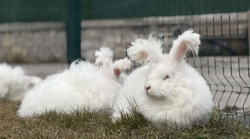 Anqora dovşanlarının nəsli yenidən canlandırılır: Sayları 130-a çatıb - VIDEO