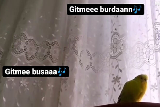 "Antidepressant" trendinə tutuquşu da qoşuldu: Məşhur mahnını yeni versiyada ifa etdi - VİDEO