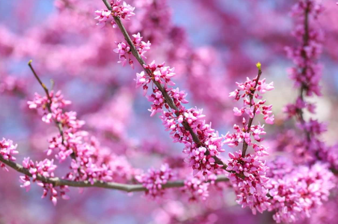 Azərbaycanda aprel ayına olan hava proqnozu açıqlanıb