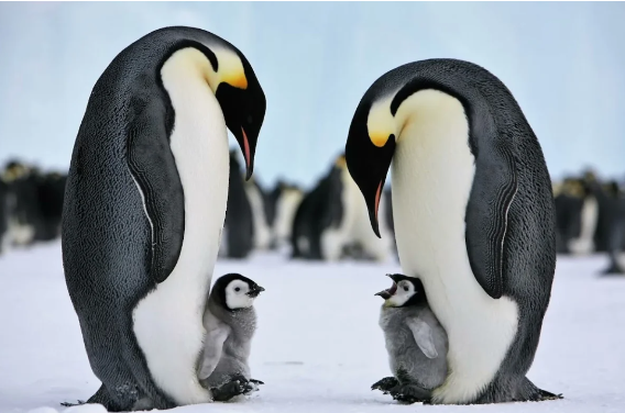 "İmperatorun sonu": Ağ buzlaqların tək sahibləri niyə tarixə qovuşur?