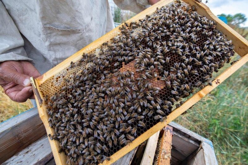 Azərbaycanda arı ailələri niyə məhv olur? - VİDEO