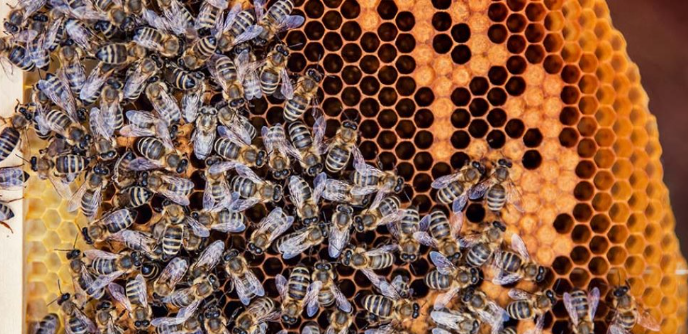 Arıların kütləvi ölümünün arxasında hansı əsas səbəblər dayanır? - AÇIQLAMA