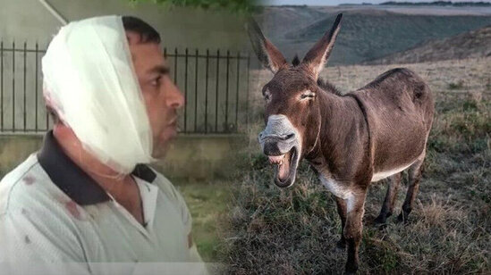 Astara sakininin qulağını dişləyən eşşək saxlanılıb